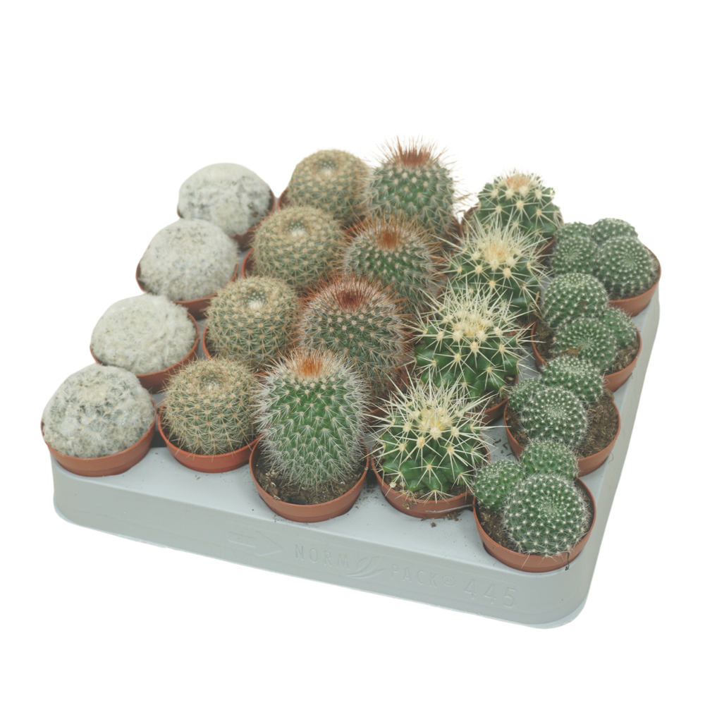 Bolcactus mix 5,5 cm.