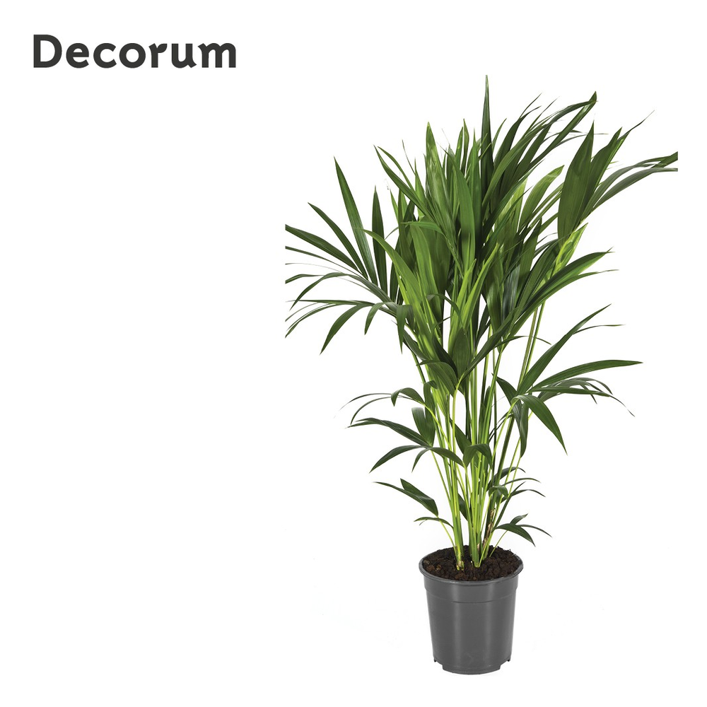 Howea forsteriana 120cm (Kentia) Decorum.