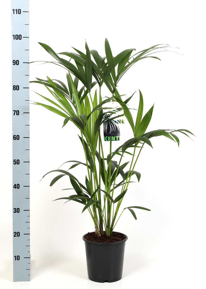 Kentia-Howea Forsteriana, 5 stek p/pot.