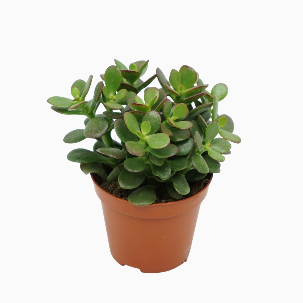 Crassula minor 8,5 cm.