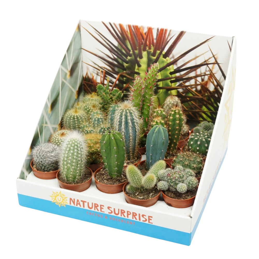 Cactus mix 5,5 cm.