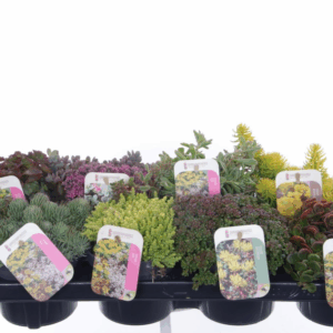 Sedum mix in tray