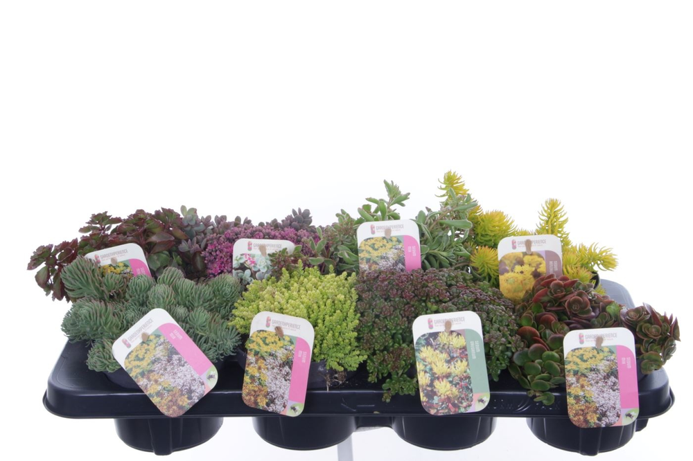 Sedum mix in tray.