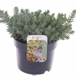 Sedum reflexum