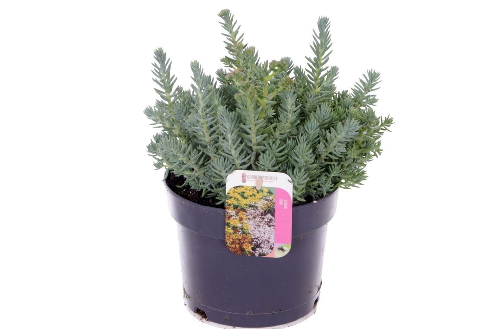 Sedum reflexum.