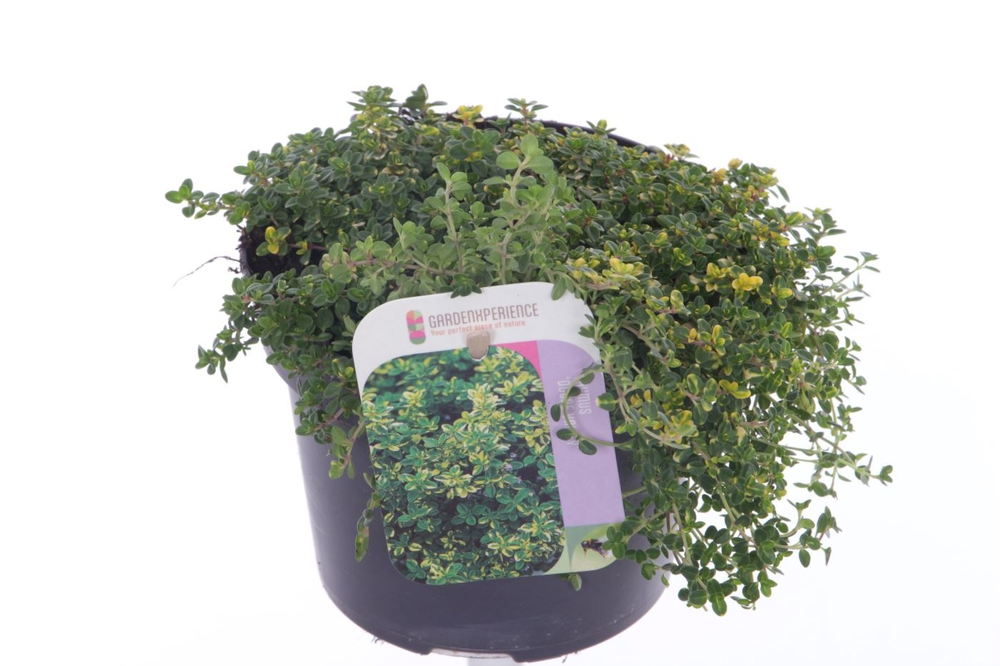 Thymus citr. Doone Valley.