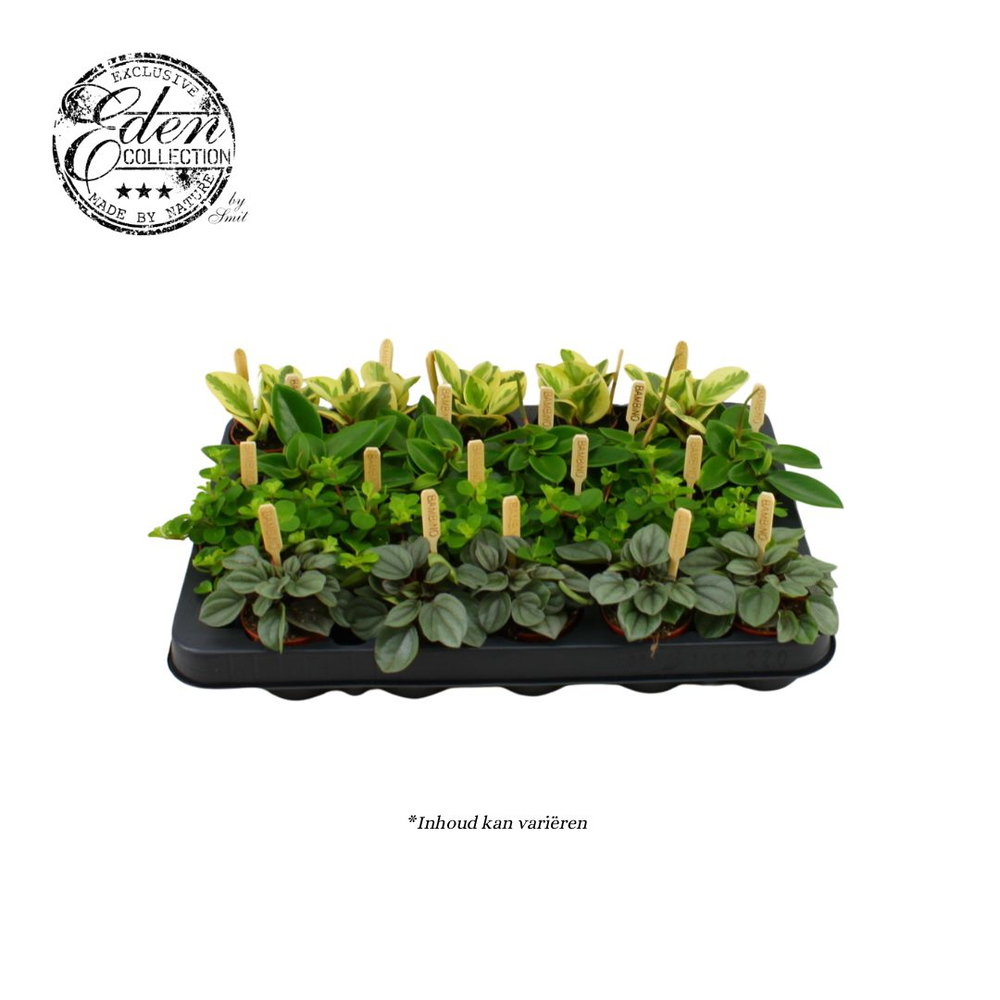 Peperomia gemengd 5,5cm.