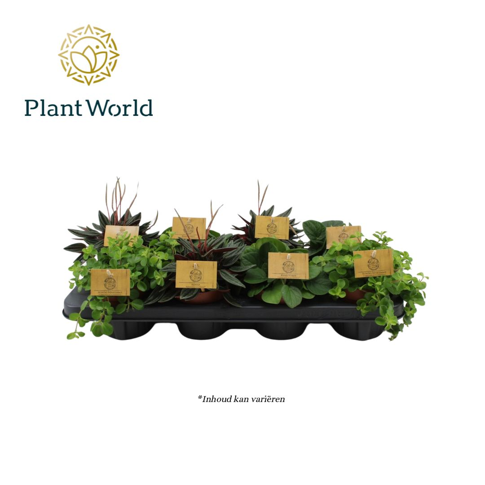 Peperomia gemengd 10,5cm.
