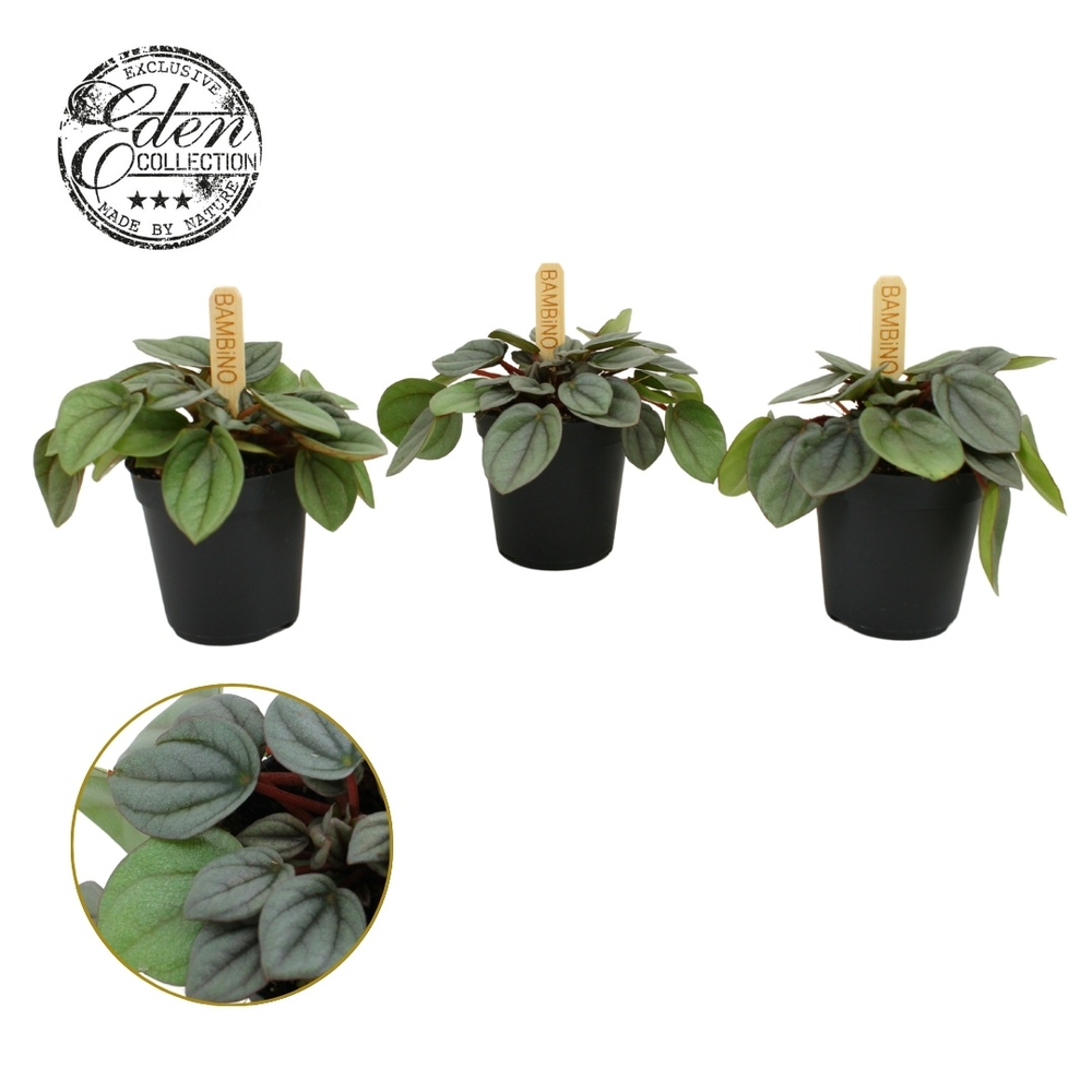 Peperomia Milano 5,5cm.