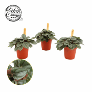 Peperomia Milano 5,5cm.