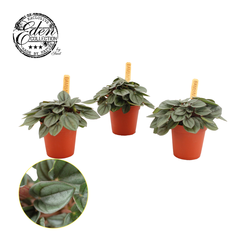 Peperomia Milano 5,5cm.