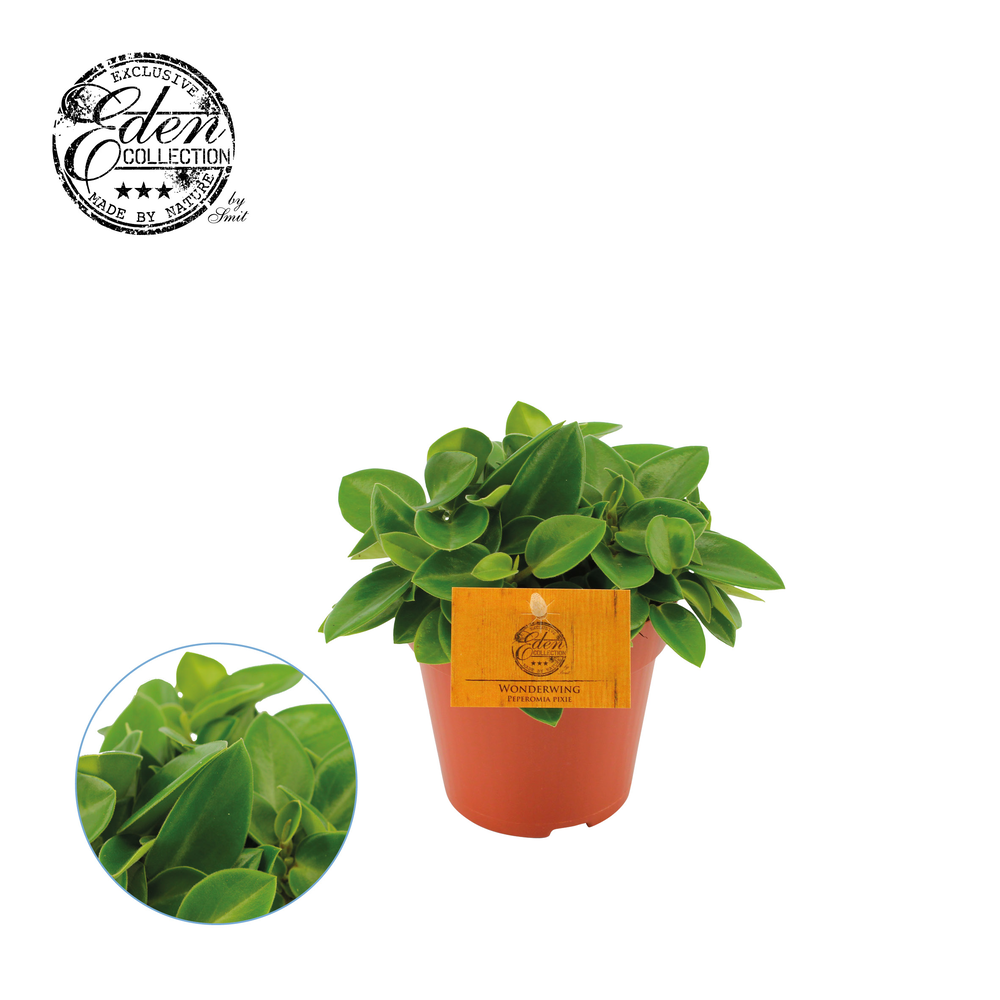 Peperomia Pixie, 12cm.