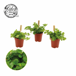 Peperomia Rotundifolia 5,5cm.