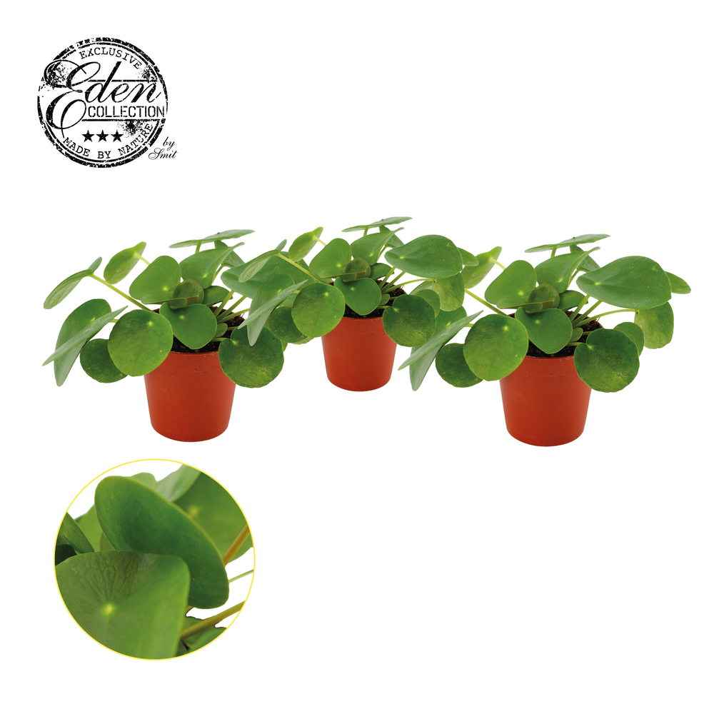 Pilea Peperomioides 5,5cm.