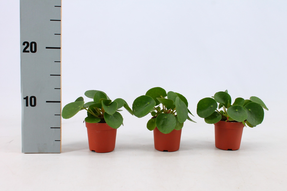 Pilea Peperomioides 7cm.