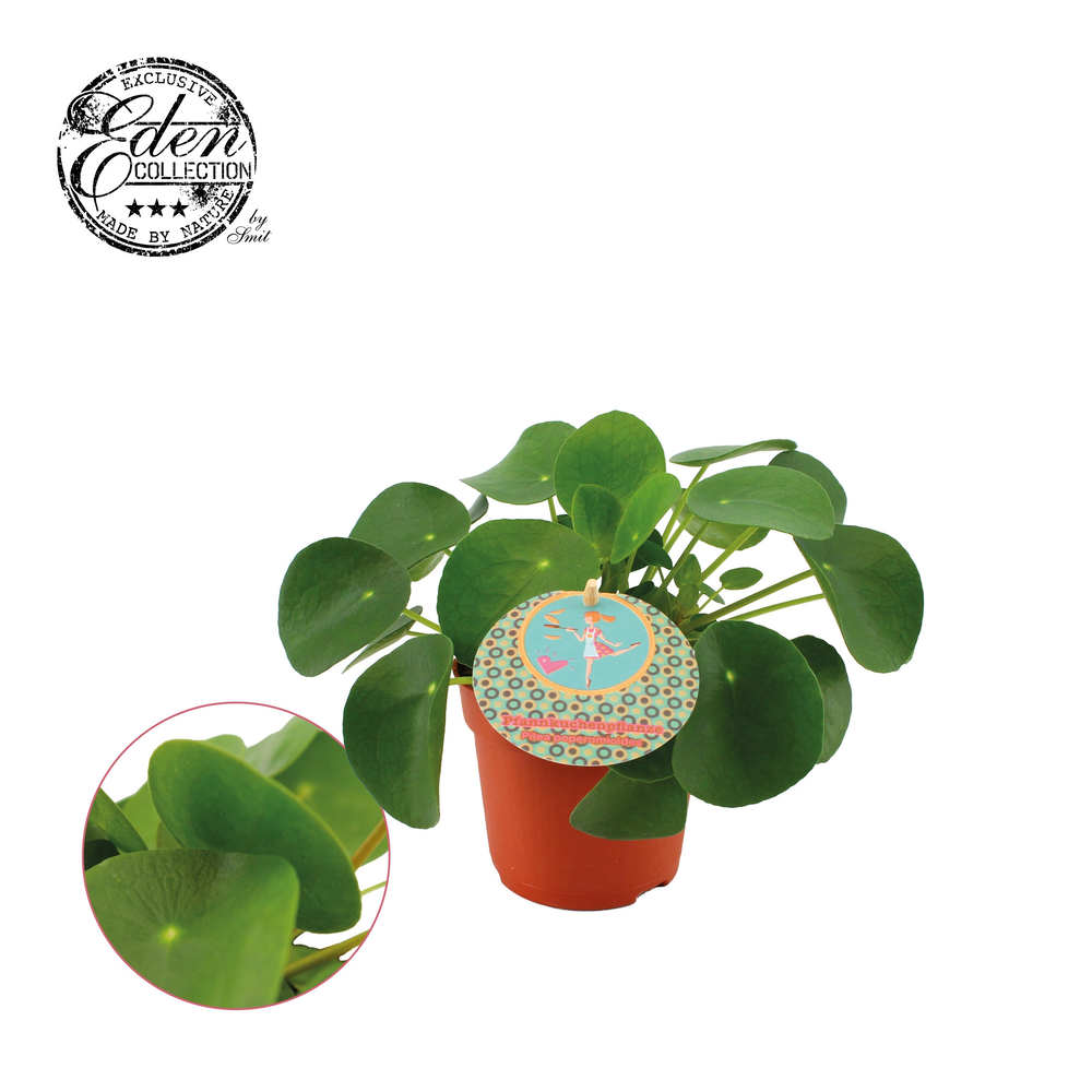 Pilea Peperomioides 10,5cm Duits etiket.