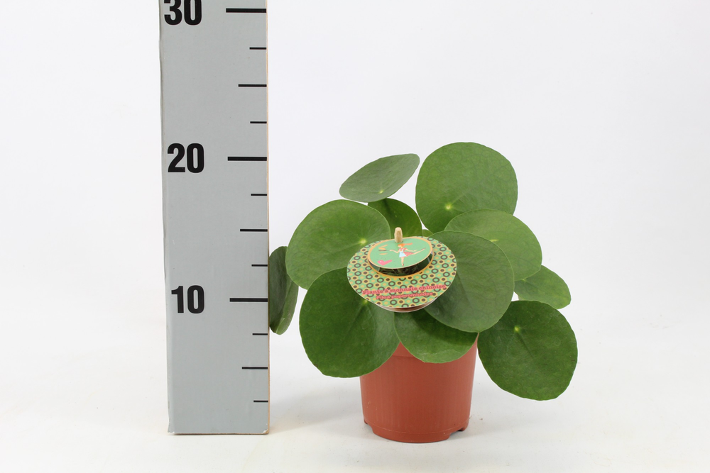 Pilea Peperomioides 10,5cm Frans etiket.