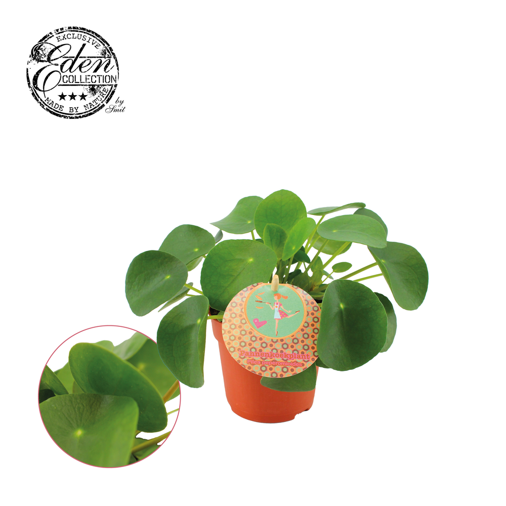 Pilea Peperomioides 10,5cm Nederlands etiket.