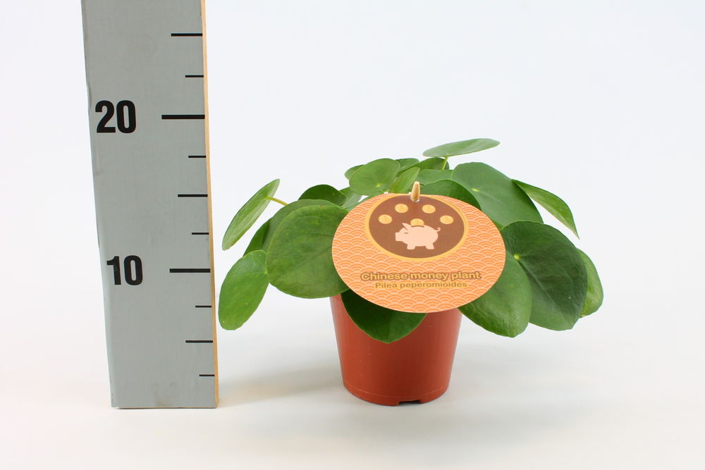 Pilea Peperomioides 12cm Engels etiket.
