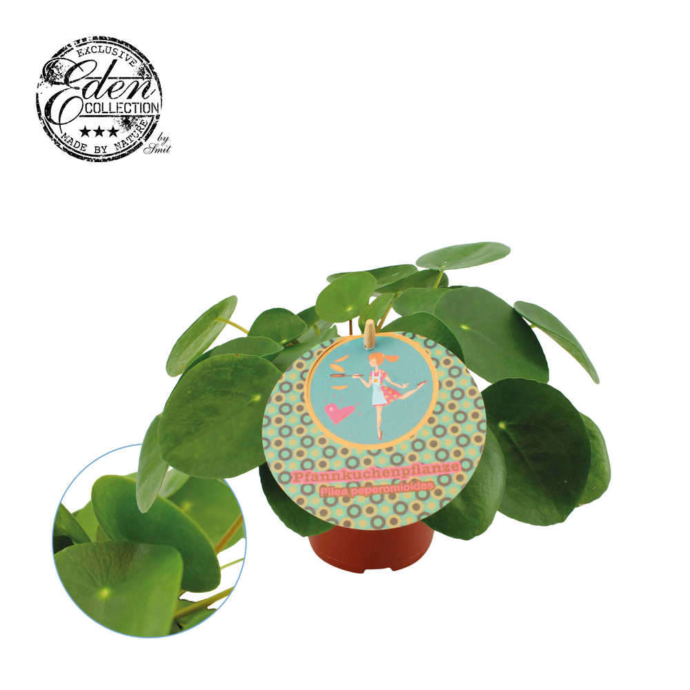 Pilea Peperomioides 12cm Duits etiket.