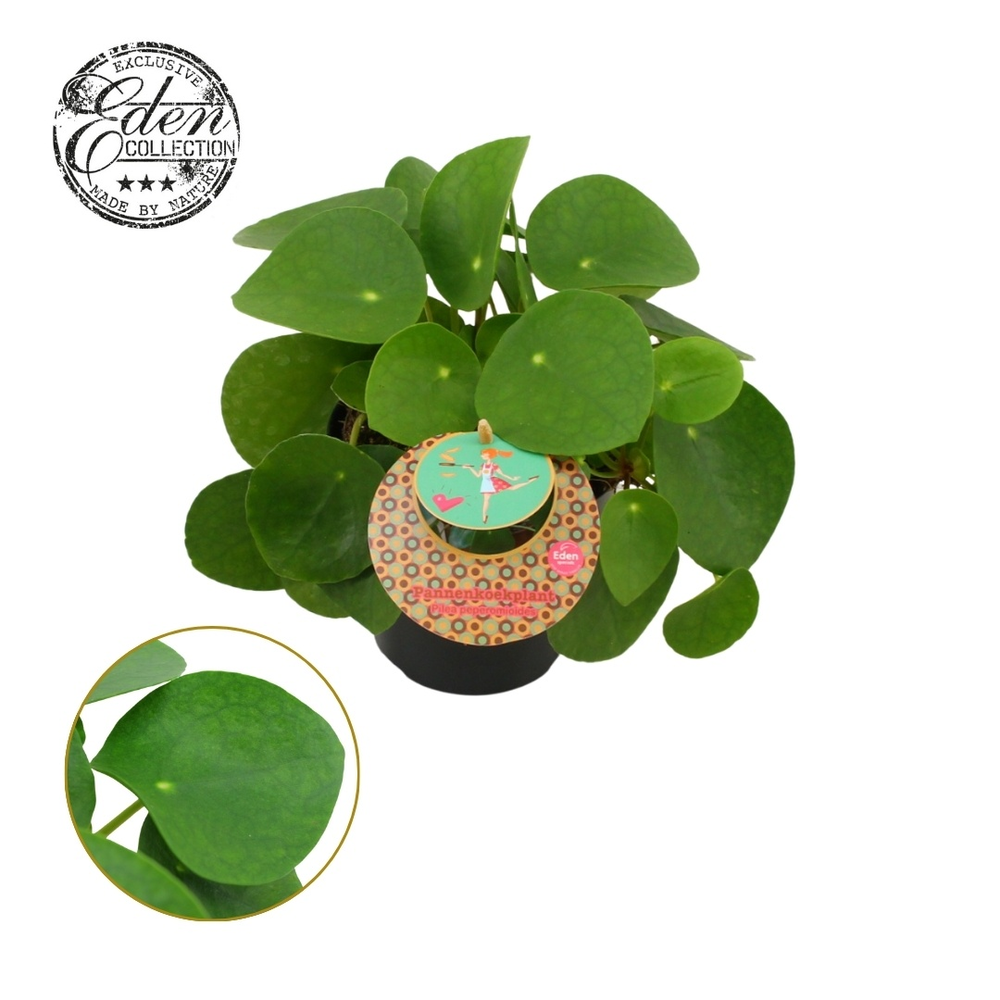 Pilea Peperomioides 12cm Nederlands etiket.