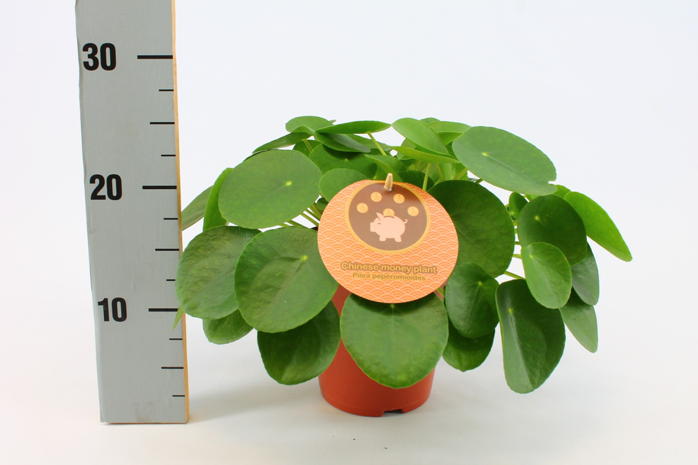 Pilea Peperomioides 15cm Engels etiket.