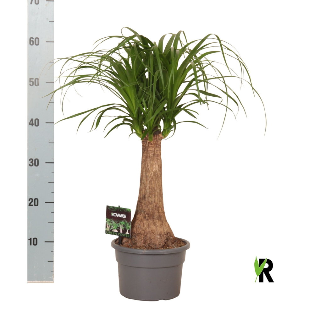 Beaucarnea rec. rechte stam.