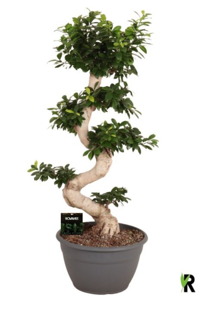 Ficus micr. S-type.
