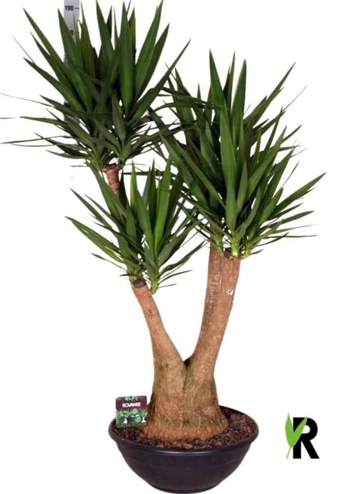 Yucca elephantipes vertakt.