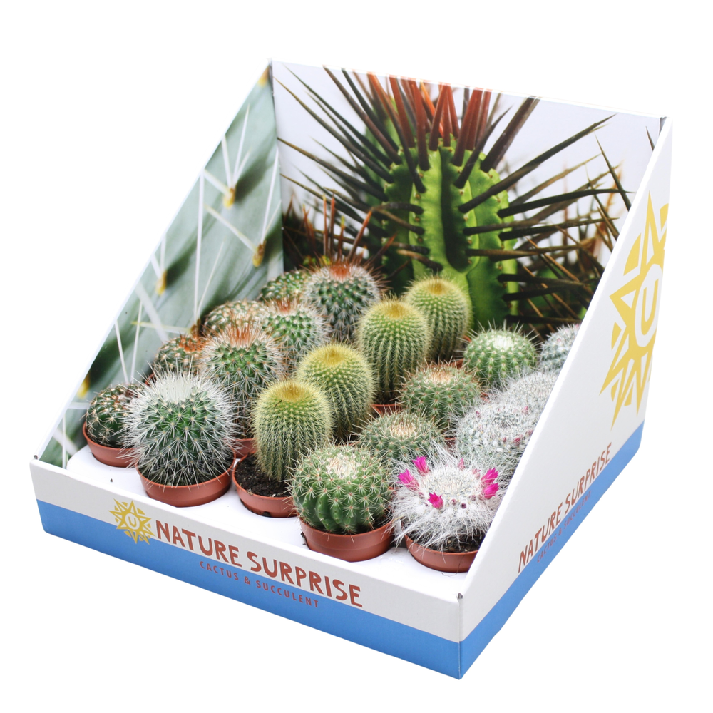 Bolcactus mix 5,5 cm in presentatiedoos.