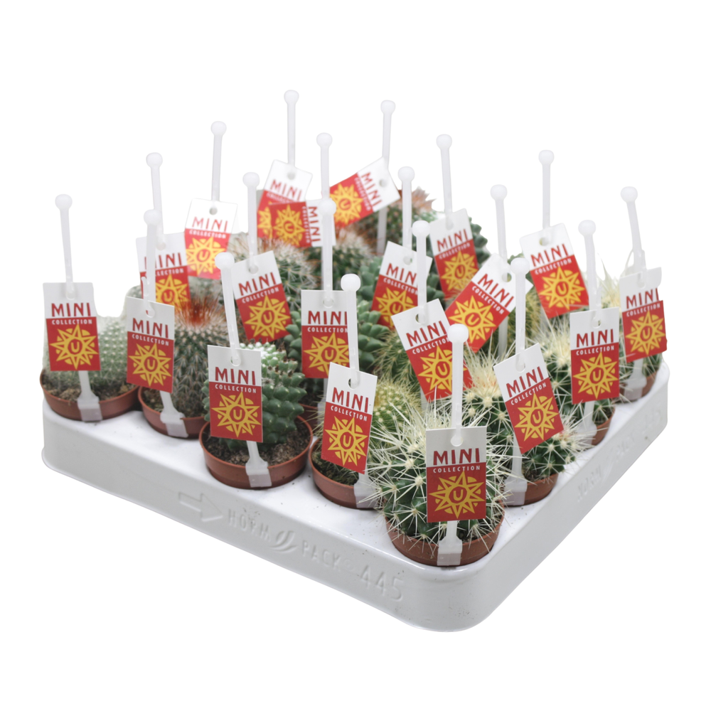 Bolcactus mix 5,5 cm met picker+etiket.
