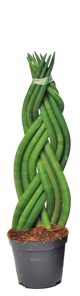 Sansevieria cylindrica 'Twist'.