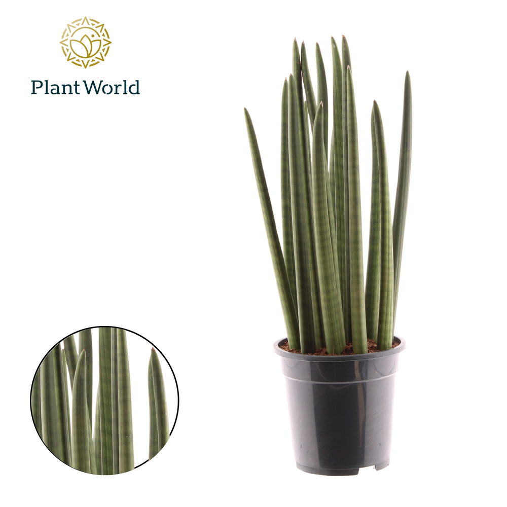 Sansevieria cylindrica "Spaghetti".