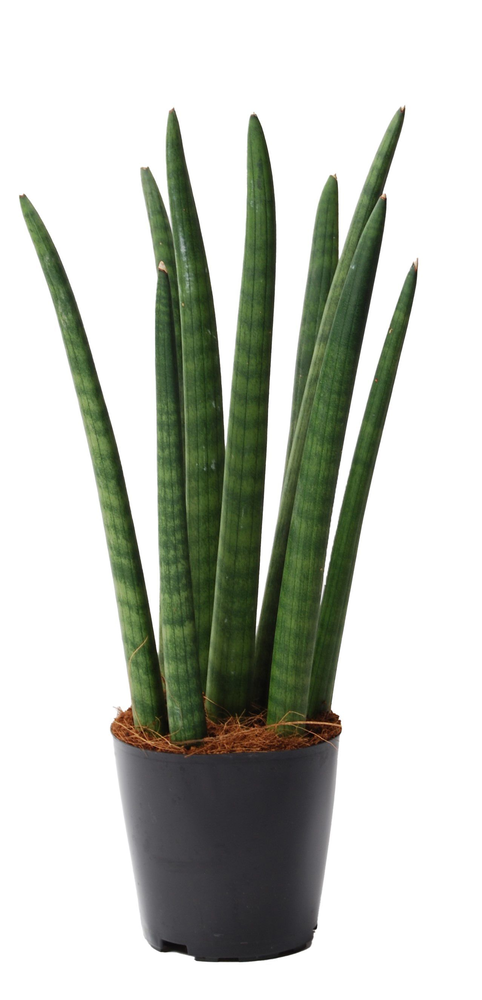 Sansevieria cylindrica 'Spaghetti'.