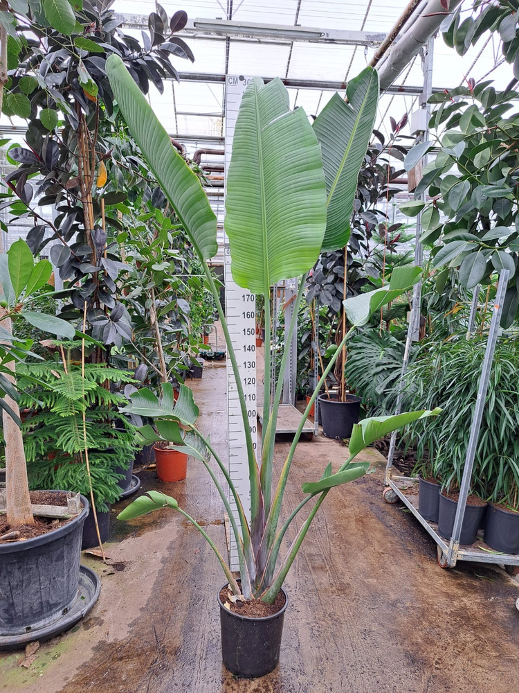Strelitzia Nicolai toef 300.