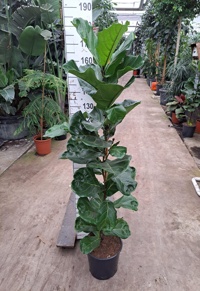 Ficus Lyrata 180.