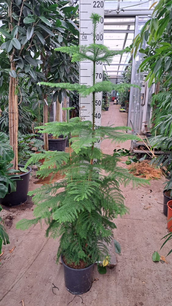 Araucaria toef 200.