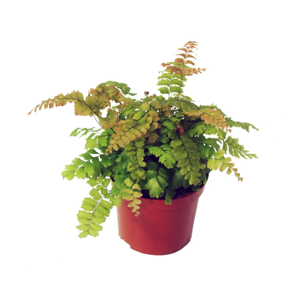 Adiantum 'Bronze Venus'.