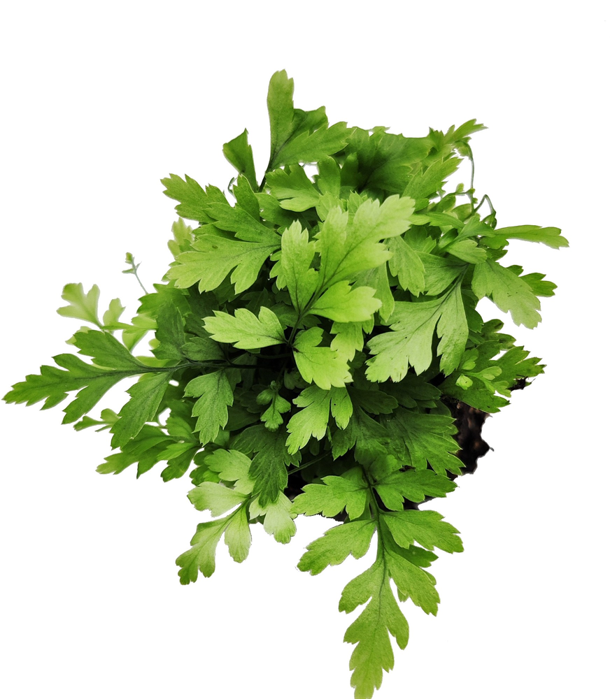 Athyrium Spicatum - De varen voor binnen en buiten.