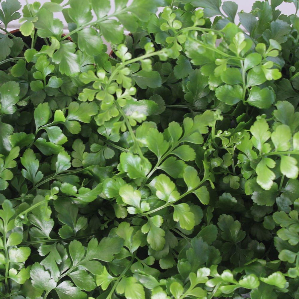 Asplenium Parvati.