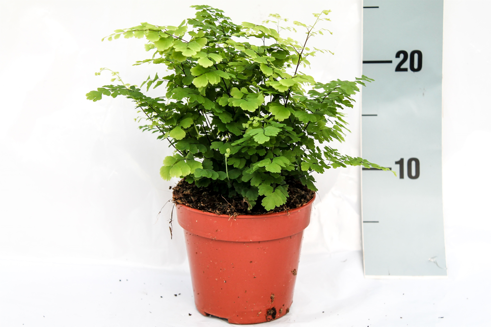 Adiantum Raddianum 'Fritz-Luthi'.