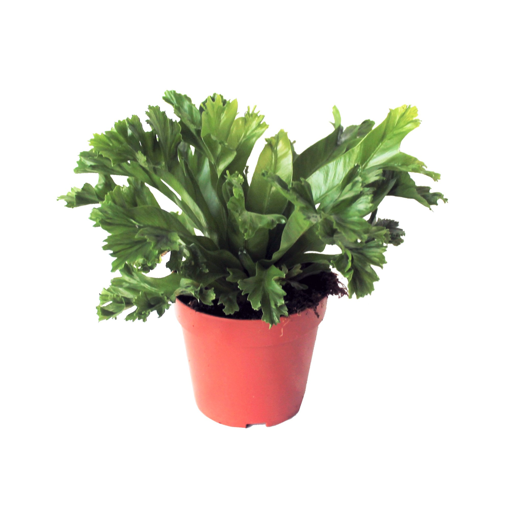 Asplenium Antiquum 'Leslie'.