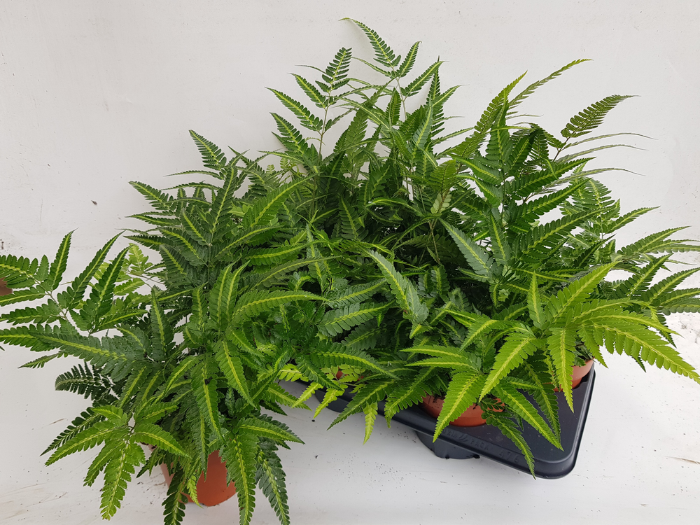 Athyrium Spicatum - De varen voor binnen en buiten.
