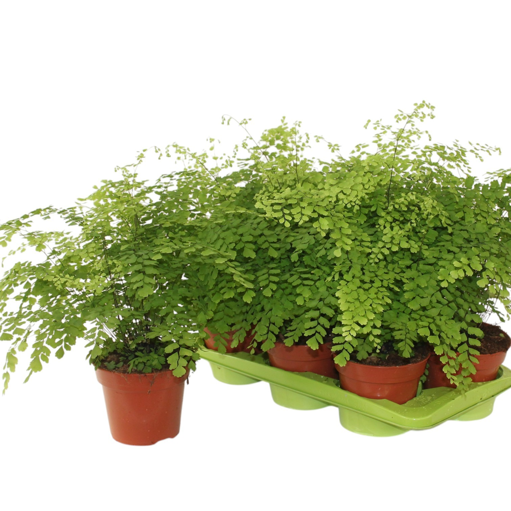 Adiantum Raddianum 'Fragrans'.