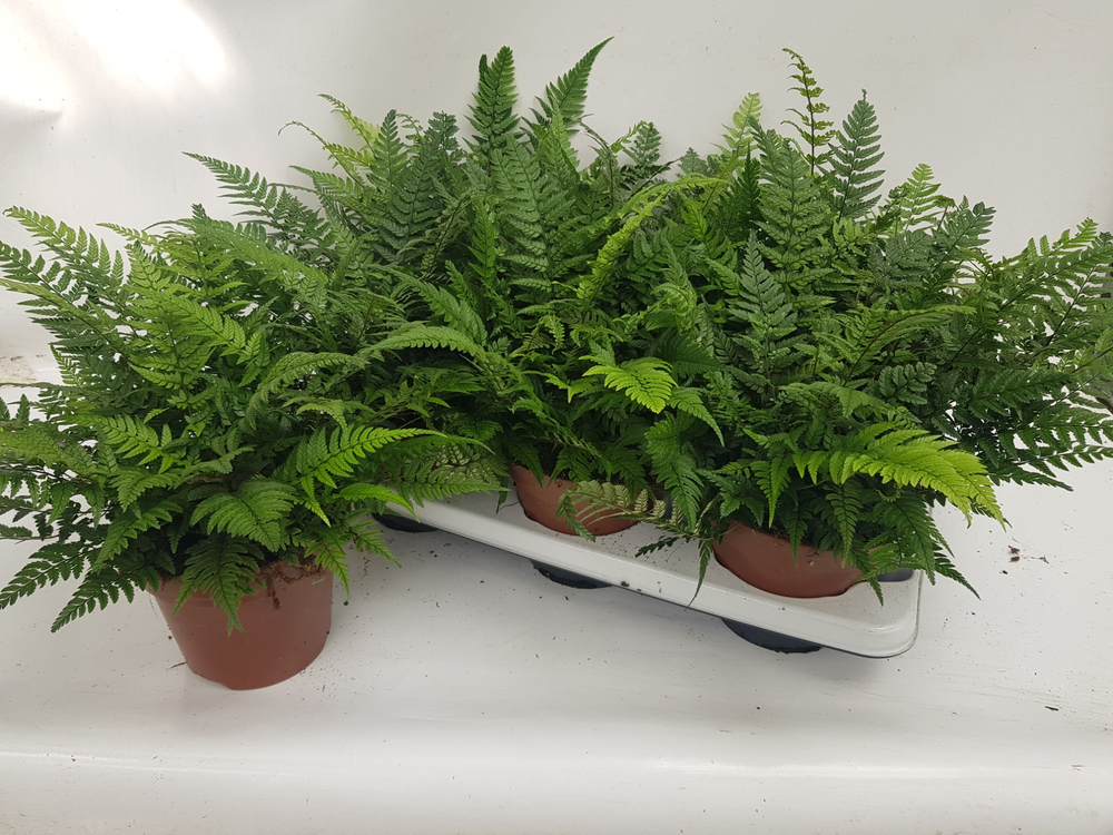 Athyrium Spicatum - De varen voor binnen en buiten.