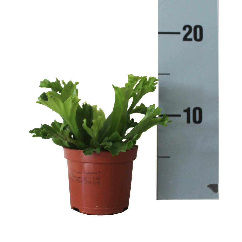 Asplenium Antiquum 'Leslie'.
