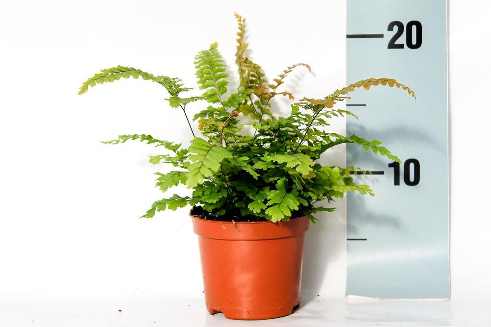 Adiantum Hispidulum (Rough Maidenhair).