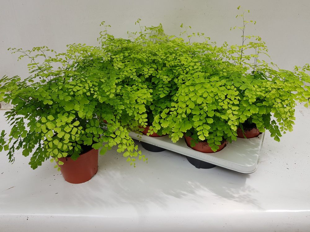 Adiantum Raddianum 'Fragrans'.