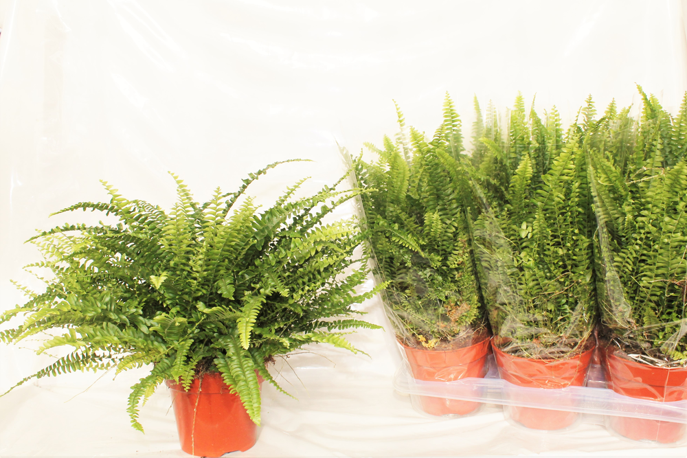 Nephrolepis Green Lady MET hoes.