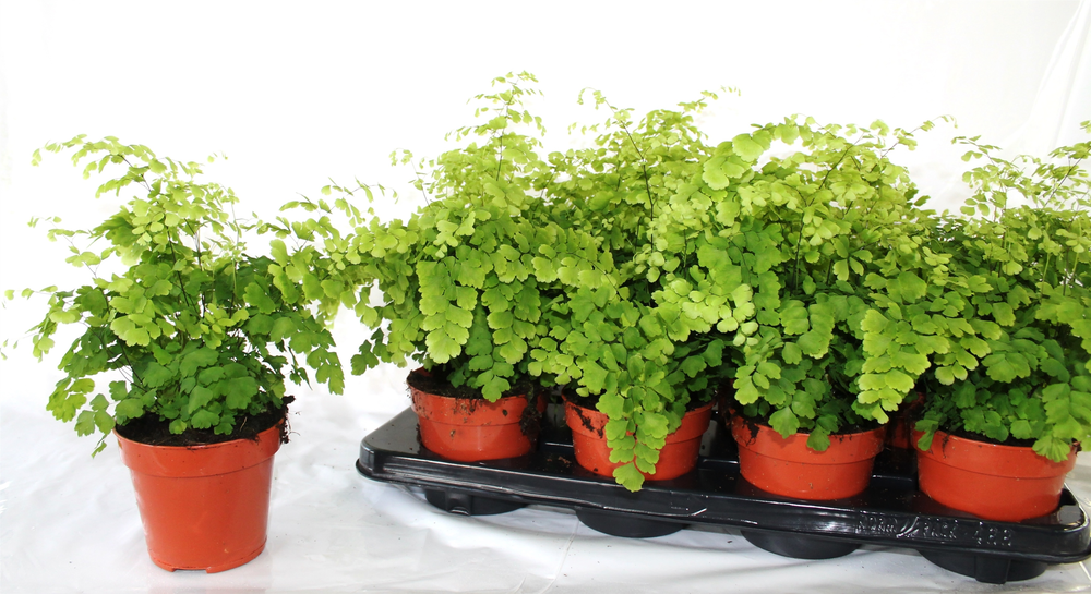 Adiantum Raddianum 'Fragrans'.